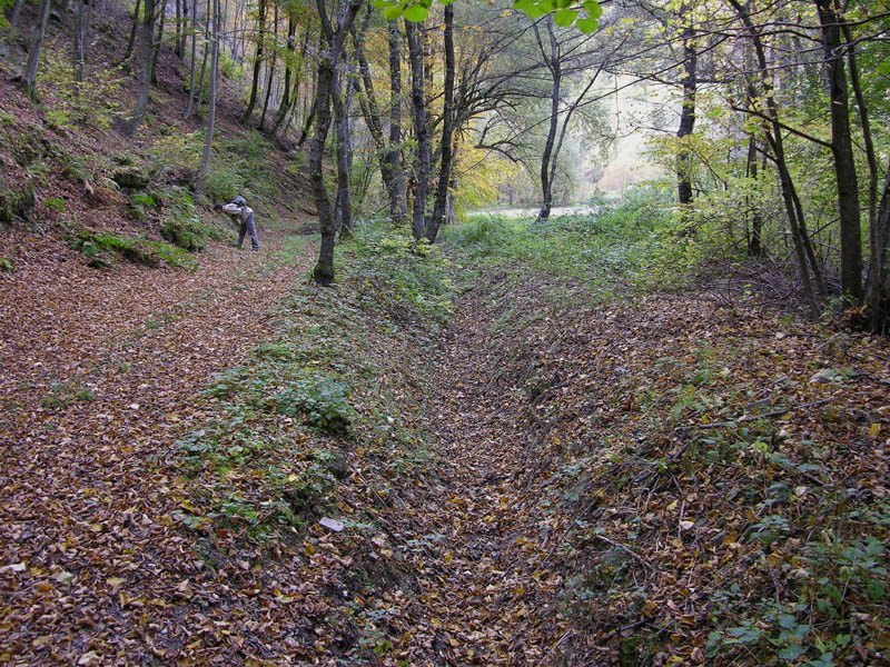 Un fosso......e una marea di funghi.(parte 1)